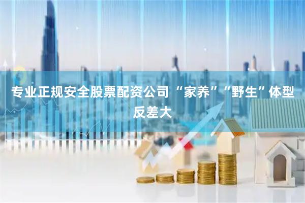 专业正规安全股票配资公司 “家养”“野生”体型反差大