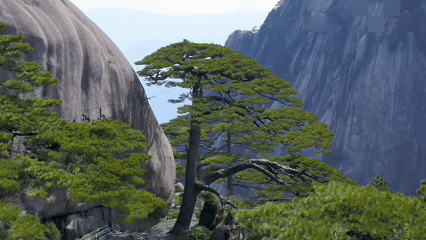 网上股票开户 美丽中国行｜黄山：秀岳蕴生机 低碳护青山